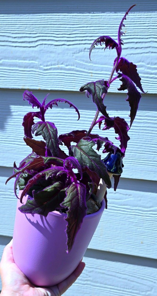 Potted Gynura Aurantiaca Aka Purple Passion Plant 