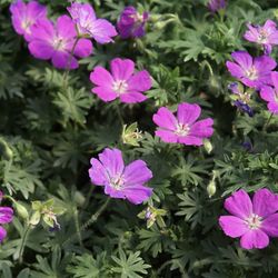 Cranesbill Geranium