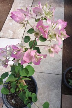 Guvanbilia Rositas con blanca $18