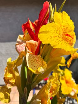 Cleopatra Canna Lily potted plant