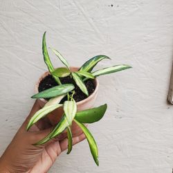 Hoya Wayettii Variegated Plant 