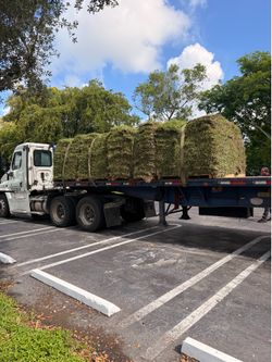 Saint Augustine Grass