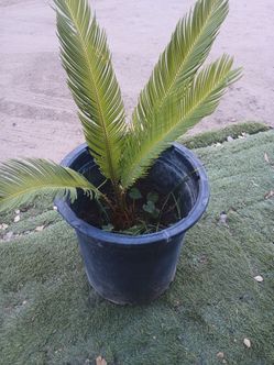 Palm