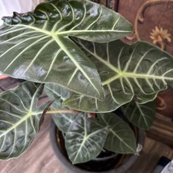 Different Plants & Different Prices 