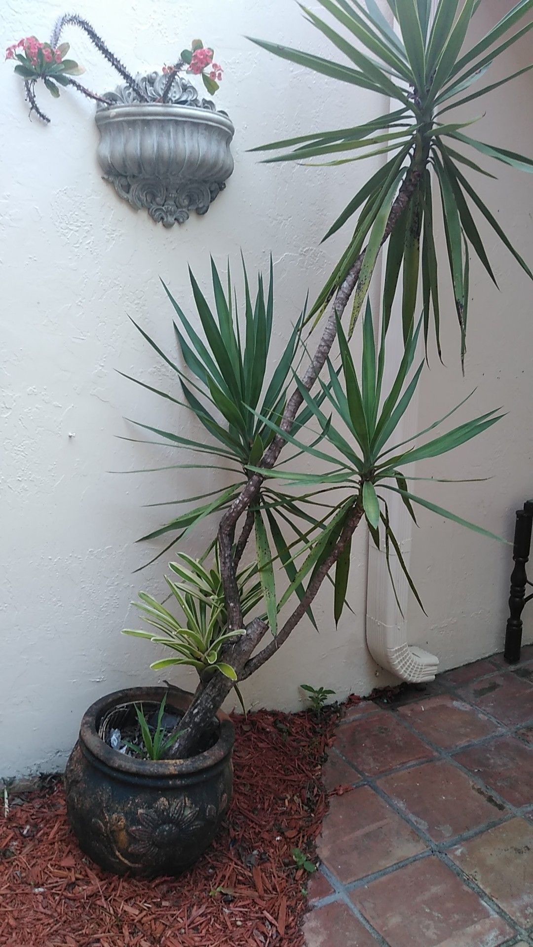 Plant and potted moving needs a home