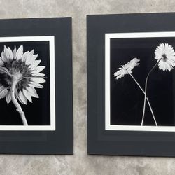 Prints by Sondra Wampler "Floral II" prints  (Sunflower and Daisy )