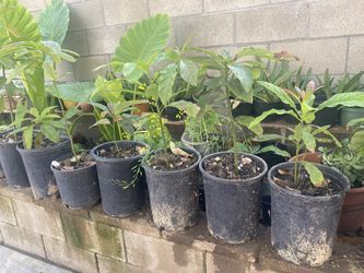 Avocado tree In Pot