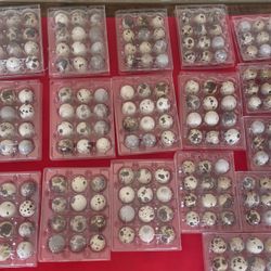  Quail Eggs For Sale $ 2.00 Each See More Pictures 