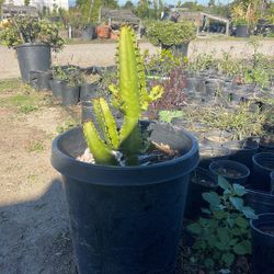 Euphorbia Cactus 