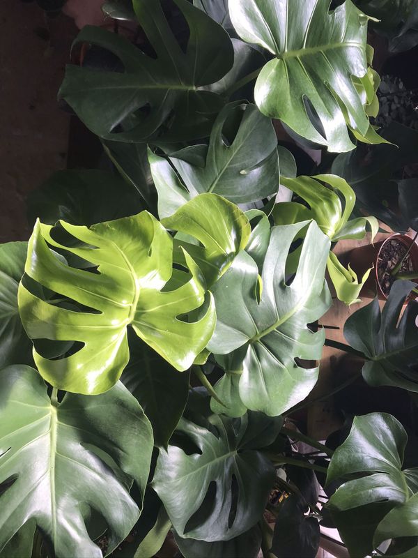 Indoor plants ( Monstera deliciosa) read description for