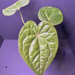 Anthurium David Portilla Dreams 