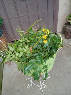 hojas de  tronadora  o retama  gratis