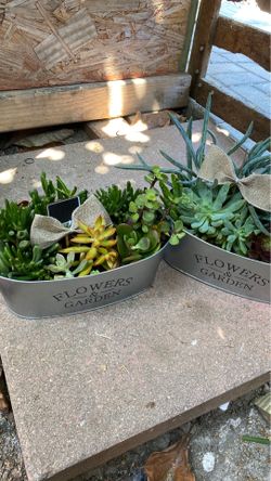 Succulent plants