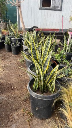 Snake plant