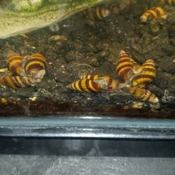 Assassin Snails