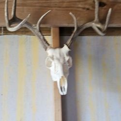 Deer Skulls