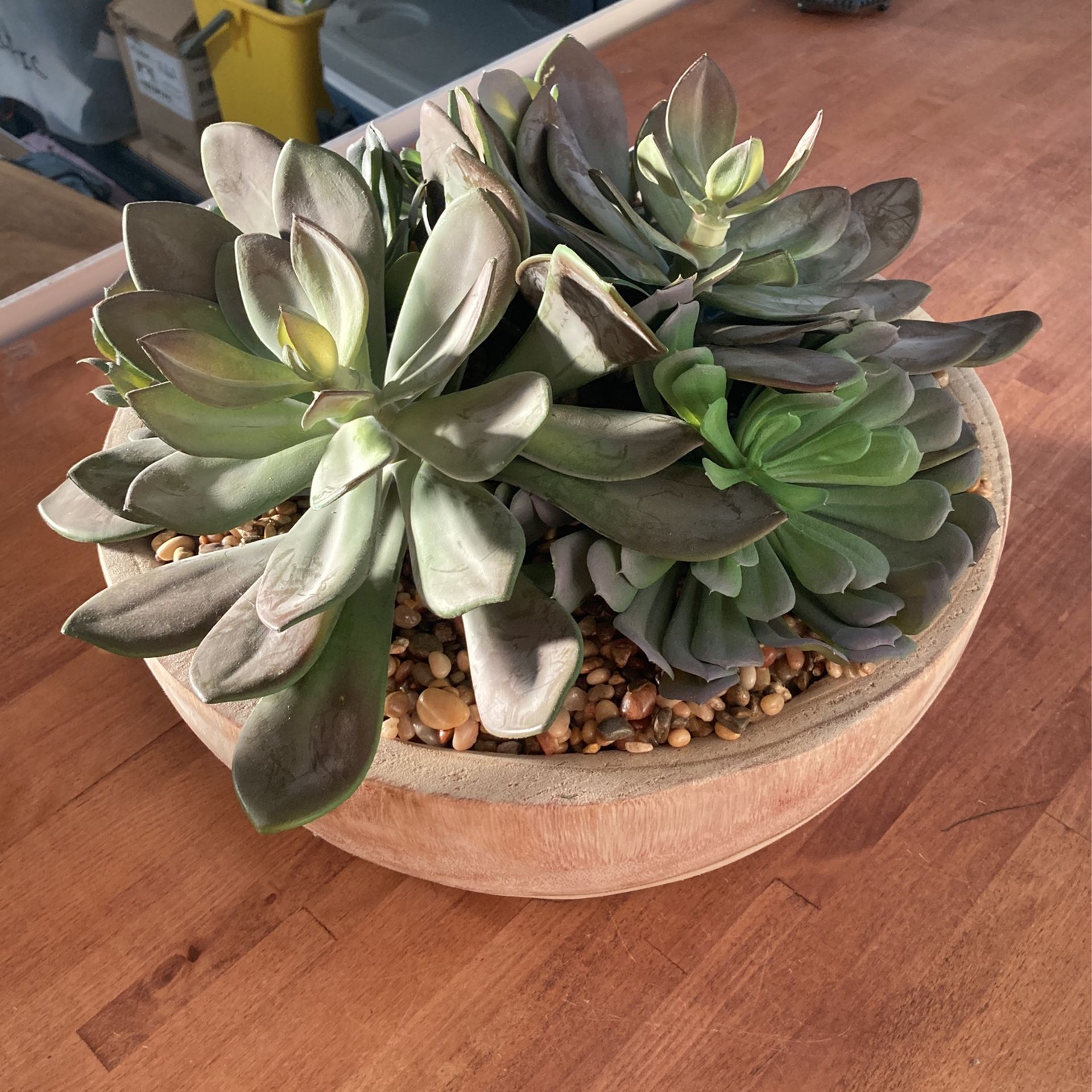 Fake Succulent Plant