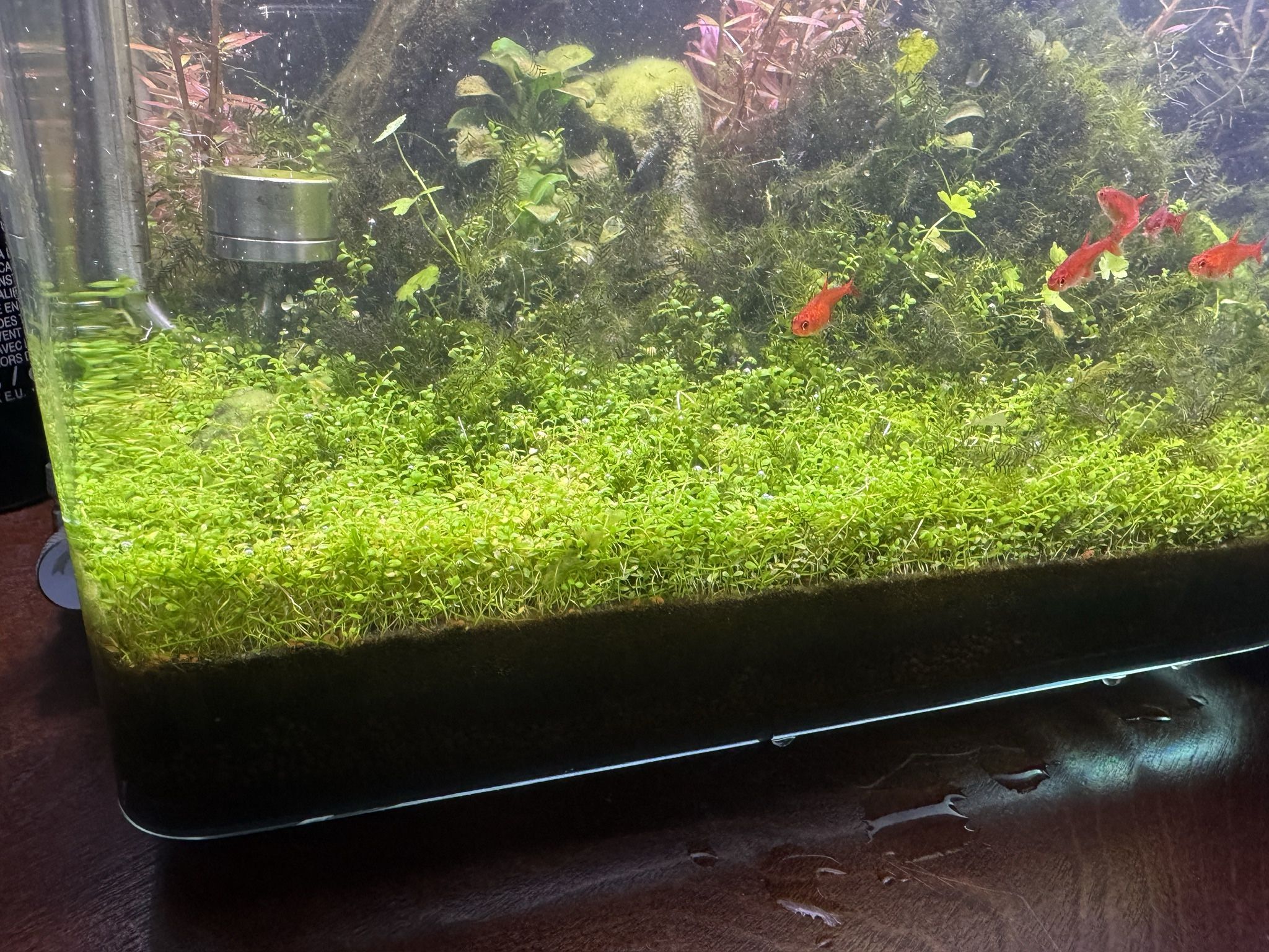 Aquarium Fresh Water Plants HC Cuba Dwarf Baby Tears Phoenix Moss