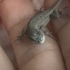 Sphynxlover