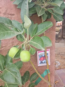 Arboles Frutales Manzana, Higos, Jujube, Mispero, Guamuchil, Papayas, Granado  y mas