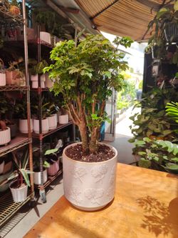 Ming Aralia Stump Bonsai Tree