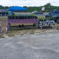 Big Beef Tomatoes Yellow Boy Park Woppers Everglades 