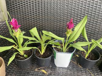 Red Curcuma