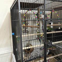 Parrot 🦜 Birds