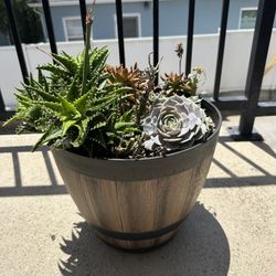 Succulent 