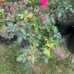 Roses Plant In Plastic Pot 