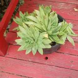 Potted Succulent
