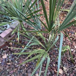 Cold Hardy Sabal Minor Palm Tree (2nd Pic Not For Sale)
