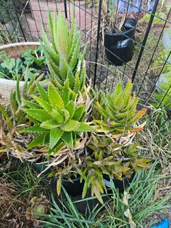 Plant with pot $10 for each pot