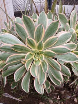 Plants Cutting Off Mother $5.