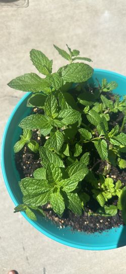 Organic mint