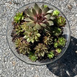 Glass & Brass Succulent Planter