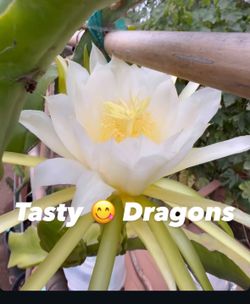Buy 2 get 1 Free 🆓 Tasty 😋 Dragon Fruit Plants 🪴
