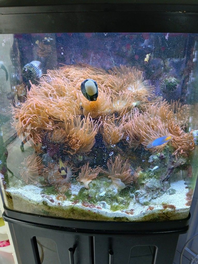 Aquarium Decor - Rainbow Bubble Anemone