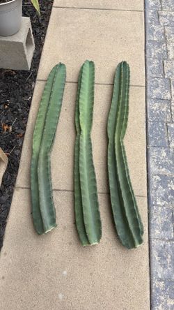 Cactus Cuttings $12 Each
