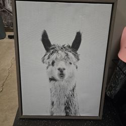 Alpaca Framed Art