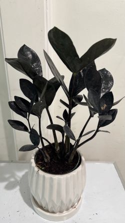 Black Zz Plant
