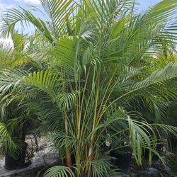 huge arecas over 8 to 9 feet tall Instant Privacy Hedge For Fence 