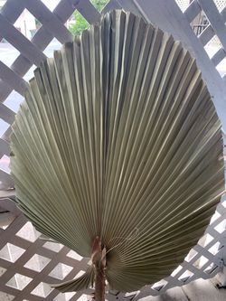 Palm leaf $5 each/hojas de palma