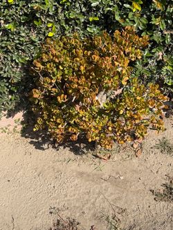 Free jade plant