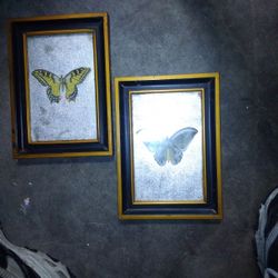 2 Pretty Butterfly Pictures