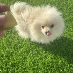 Pomeranian plush princess 