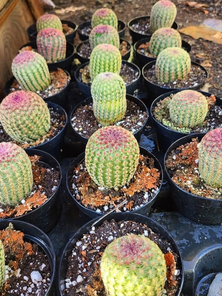 Rainbow Cactus Succulent Plant