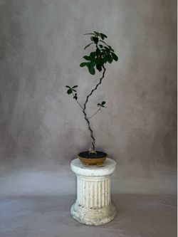 Ficus Natalensis Sculptural Living Tree