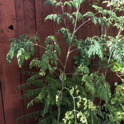 Drumstick Plant 