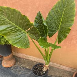 Plant